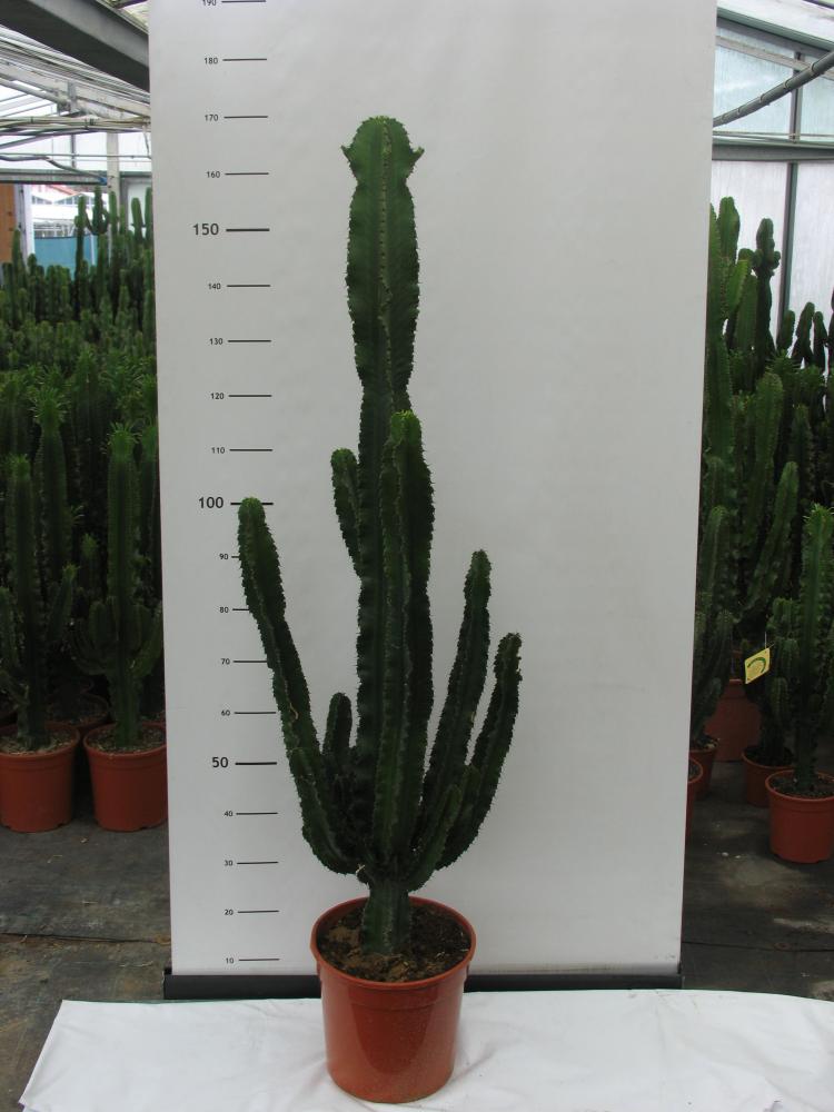 Euphorbia eritreae 30 h 150/160